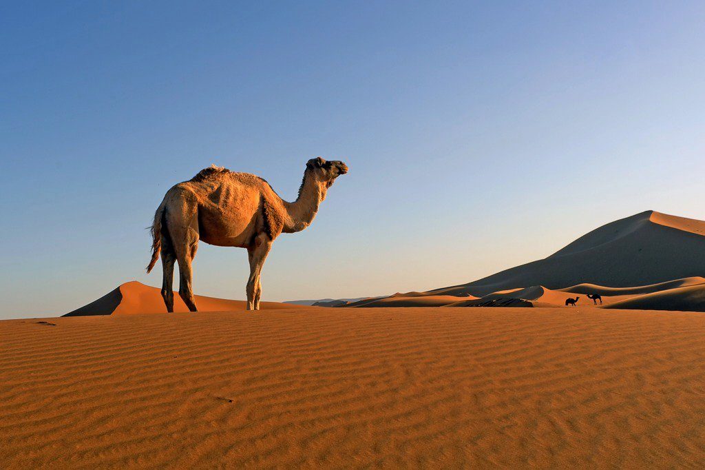 Dromadaires dans le Sahara